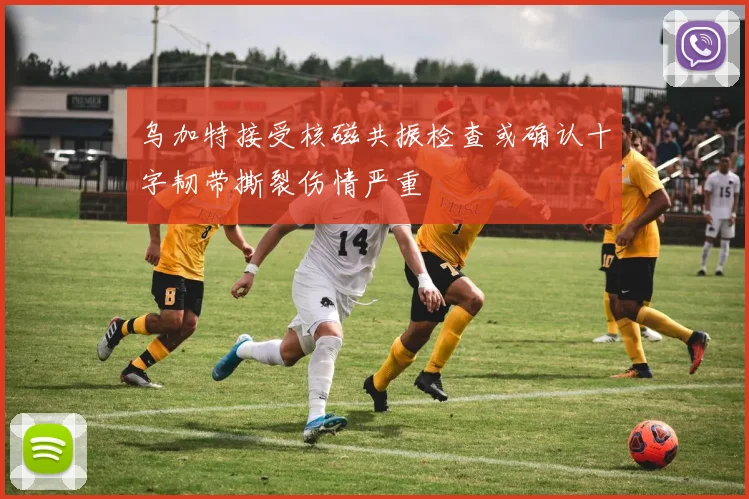 乌加特接受核磁共振检查或确认十字韧带撕裂伤情严重